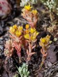 Sedum annuum